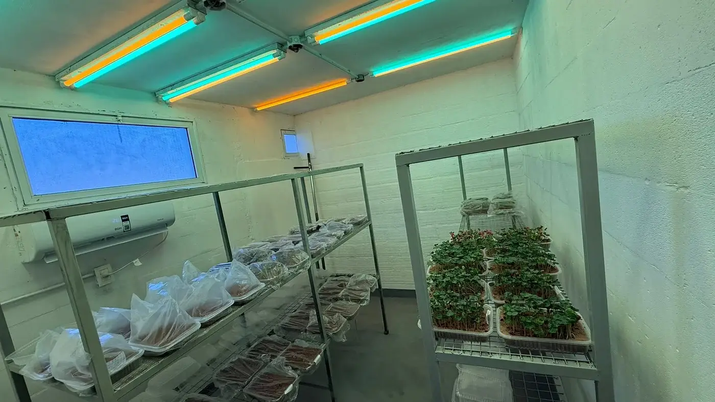 Cámara de germinación Diclas con bandejas de plántulas bajo iluminación controlada